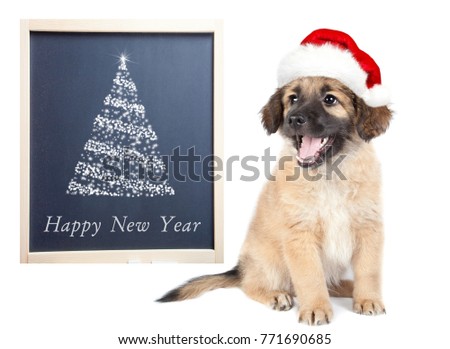 puppy of golden retriever (shepherd) in a red Santa hat