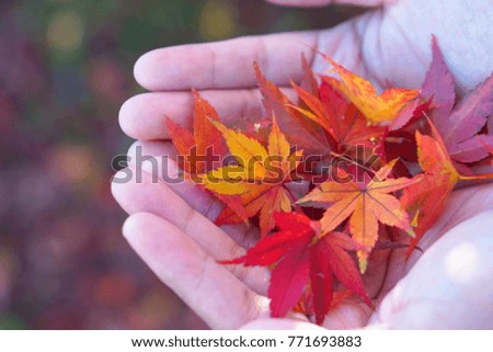 woman hand shows Maple leaves change color in Japan autumn.