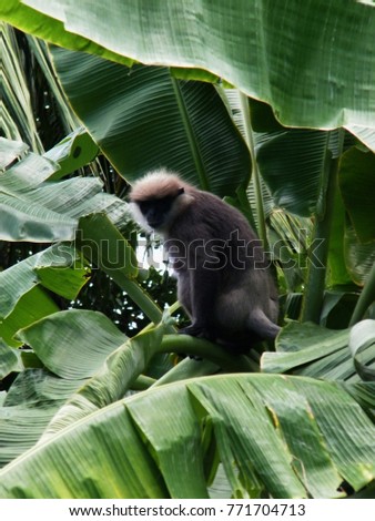Purple faced leaf langur monkey on a banana tree, Sri Lanka