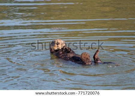 California Sea Otter