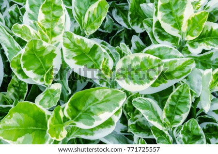 Green leaves for background image
