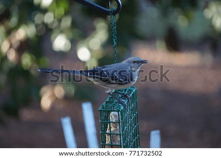 A single Mocking Bird is perching on the green bird feeder on the garden background soft bokeh, Autumn in Ga USA.