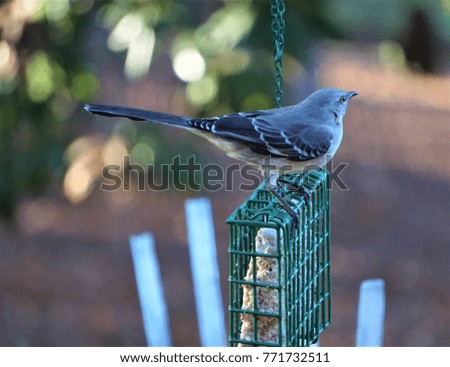 A single Mocking Bird is perching on the green bird feeder on the garden background soft bokeh, Autumn in Ga USA.