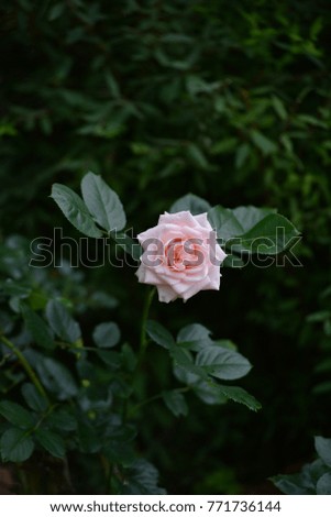 Flower of Majestic rose 