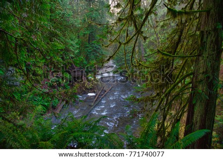 View of old growth rain forest in Stocking Creek Waterfall park during the winter in Vancouver Island, British Columbia, Canada