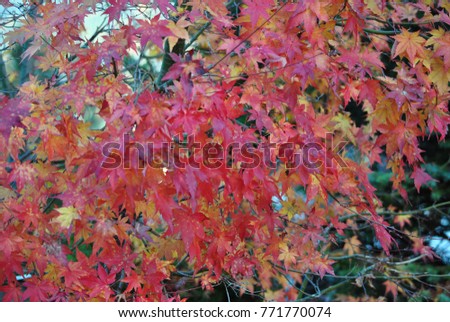 the magical colors of autumn