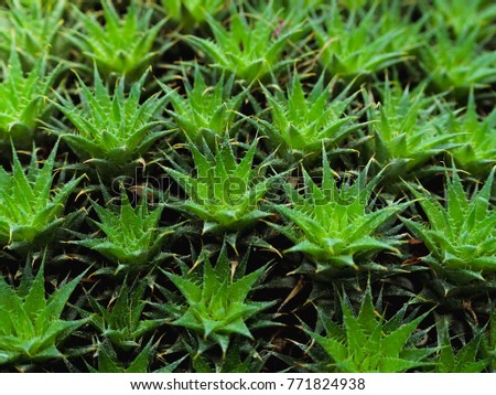 Fresh green leaves. Dark tone leaf in garden for natural tropical texture background and exotic style wallpaper. Bromeliaceae brevifolia