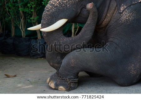 elephant closeup. animal of thailand. big animal 

