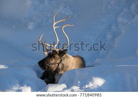 rein deer with snow backgrounds
