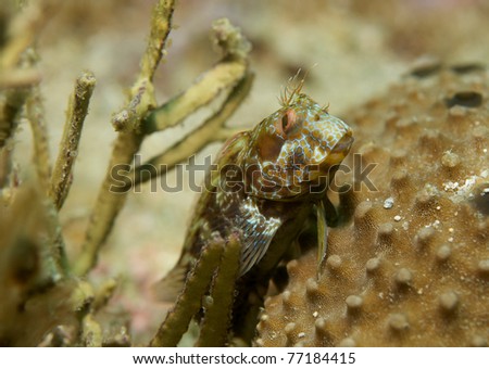 Seaweed Blenny, picture taken in south east Florida.