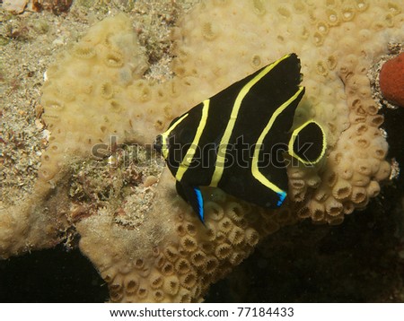 Juvenile  French Angelfish, picture taken in south easat Florida.