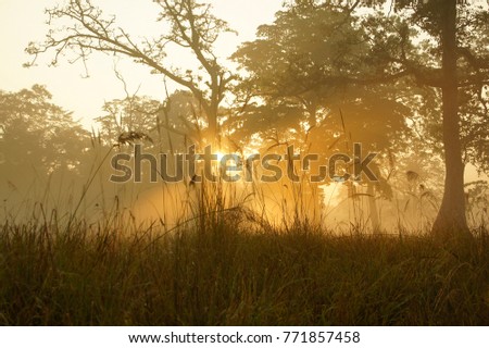 Magical stunning bright yellow sunrise Nepal Bardia National Wildlife Park Autumn Morning Mist Royalty-Free Stock Photo #771857458