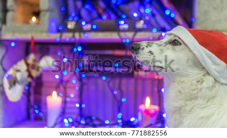 Christmas dog New Year