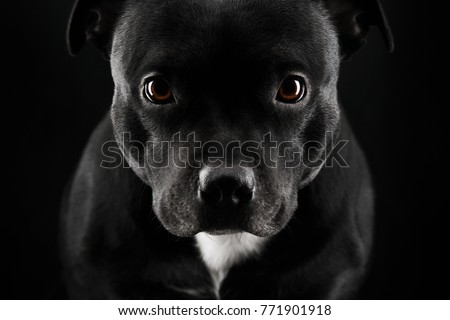 close-up portrait of a black staffbull dog on a black background. silhouette