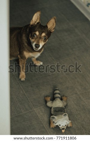Little dog with his toy looking at the camera.