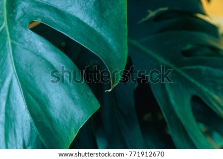 monster leaves in daylight. tropical plant