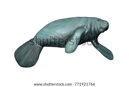 Manatee isolated on white background, selective focus. Clipping path included. 