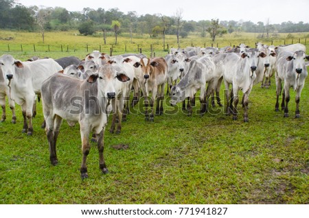 Cattle raising in Mato Grasso do Sul Brazil