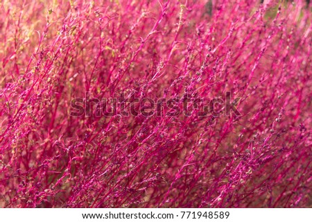 Pink blossom beautiful background