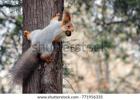 Squirrel hanging on tree with walnut in mouth.