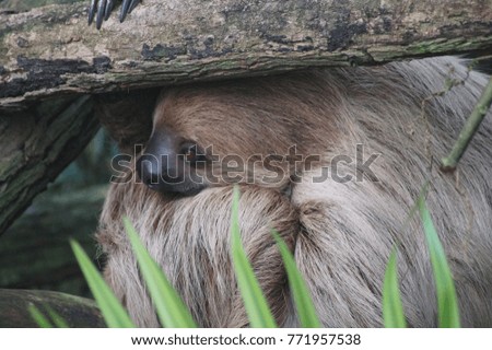 Sloth in detail