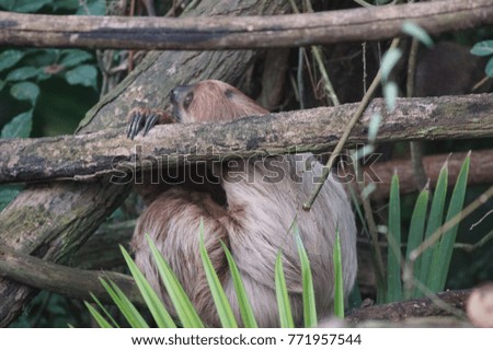 Sloth in detail