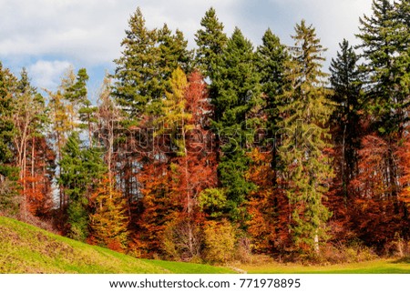 Beautiful  autumn forest.  forest landscape