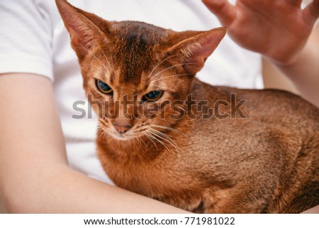 Abyssinian cat classic wild color close - up on the hands of man