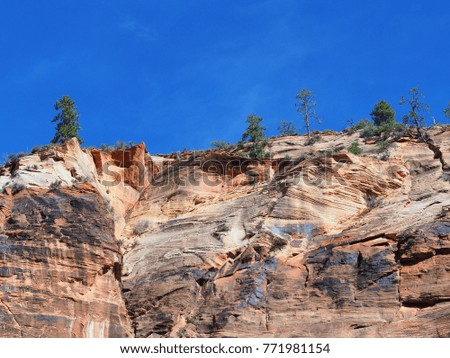 pine trees strongly growing on the peak of cliffs located Zion National Park Utah USA
