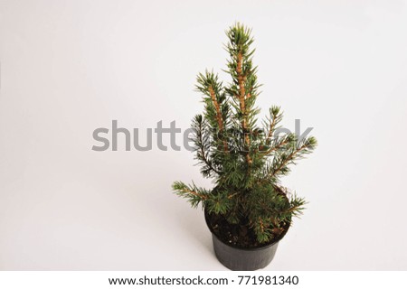 fir-tree in a black pot , White background
