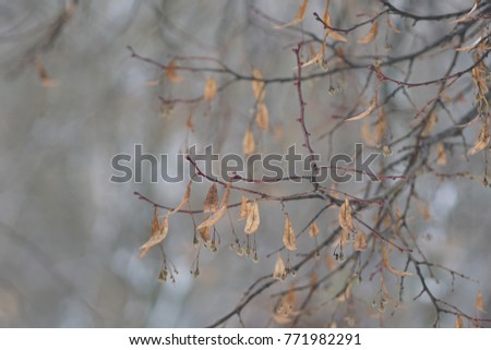 dry branches in winter