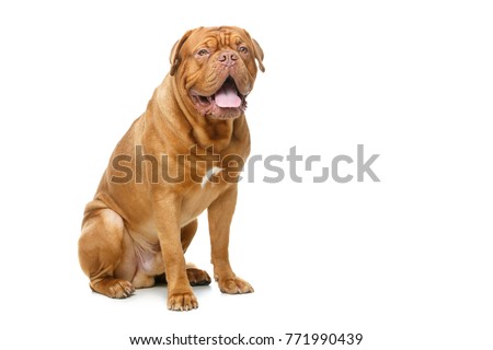 beautiful bordeaux dogue dog Royalty-Free Stock Photo #771990439