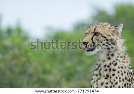 Young cheetah in Eastern Cape South Africa