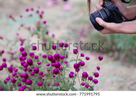 the woman taking photo of flowers
