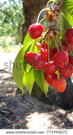 Red ripe cherries on a branch