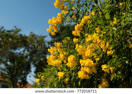 Yellow flowers on the tree.