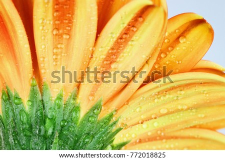Abstract macro of the back of an orange gerber daisy macro with water droplets on the petals. Extreme shallow depth of field.