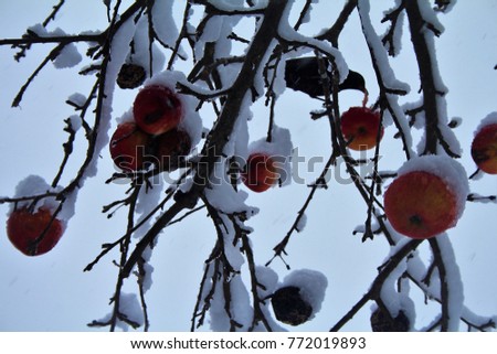 Snow covered tree branches with red apples