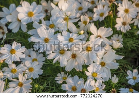 
white Cosmos flowers blooming in the garden