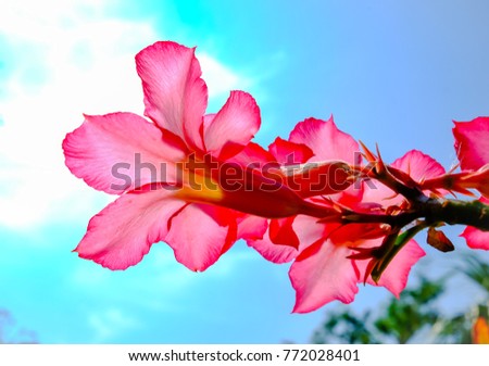 Pink Azalea flower blooming in the field of garden with the sun shining in outdoor.