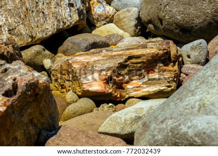 A fossilized colorful tree trunk from the UNESCO Geopark "Petrified Forest of Sigri" on the island of Lesvos in Greece.