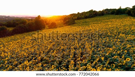 Sunflower field end of day with Sunset
