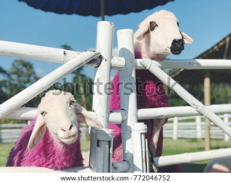 Authentic portrait of pink sheeps at a village farm. Picture from fairy tale of Northern Thailand, Pai district. Attraction for tourists and travelers from all over the world.