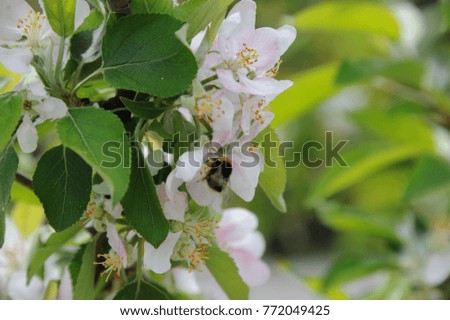 Apple tree in blossom, Costa Blanca, Spain