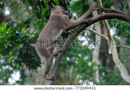 Young drill monkey climbing tree in rain forest of Nigeria