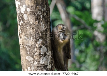 Drill monkey standing at tree trunk looking at viewer in rain forest of Nigeria