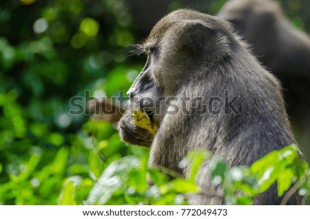 Portrait of drill monkey feeding hidden behind bush in rain forest of Nigeria