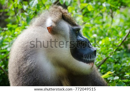 Portrait of large drill monkey alpha male in rain forest of Nigeria
