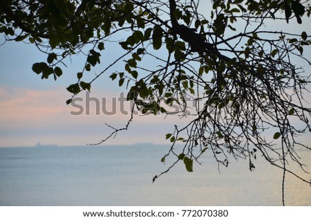 Selective focused tree facing horizantal seascape