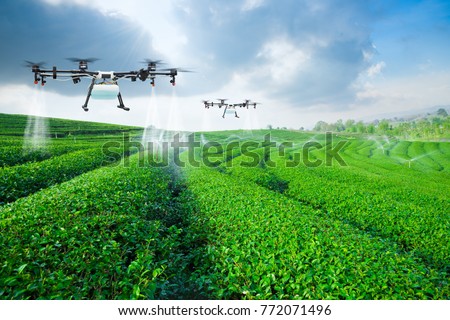 Agriculture drone fly to sprayed fertilizer on the green tea fields, Smart farm 4.0 concept Royalty-Free Stock Photo #772071496